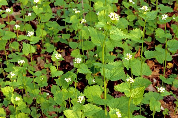 Garlic Mustard Removal in West Chester