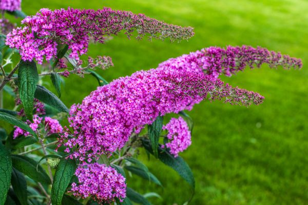 Butterfly Bush Removal in West Chester