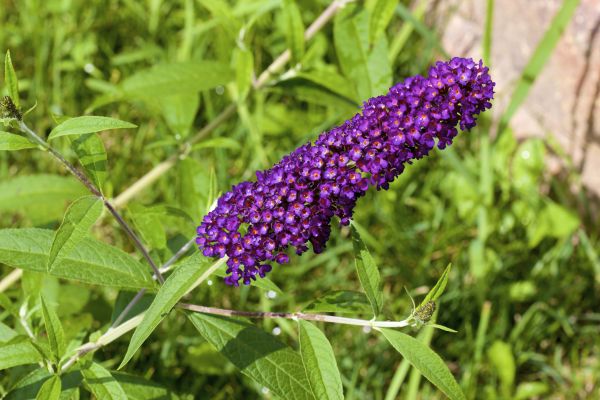 Butterfly Bush Pruning in West Chester