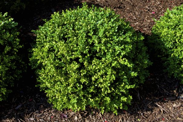 Boxwood Removal in West Chester