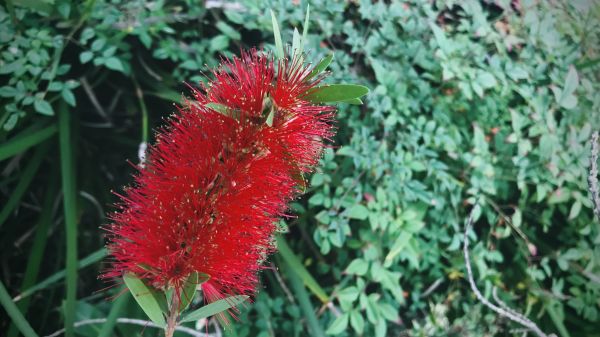 Cost of Bottlebrush Pruning in West Chester