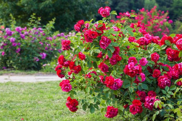 Shrub Trimming in West Chester