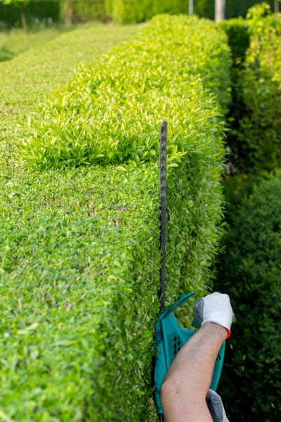 Hedge Trimming in West Chester