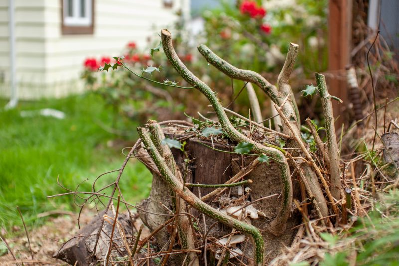 Bush Stump Removal