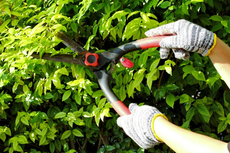 Weigela Pruning Service