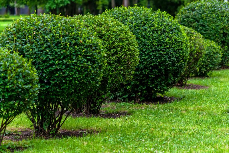 Healthy shrub maintenance